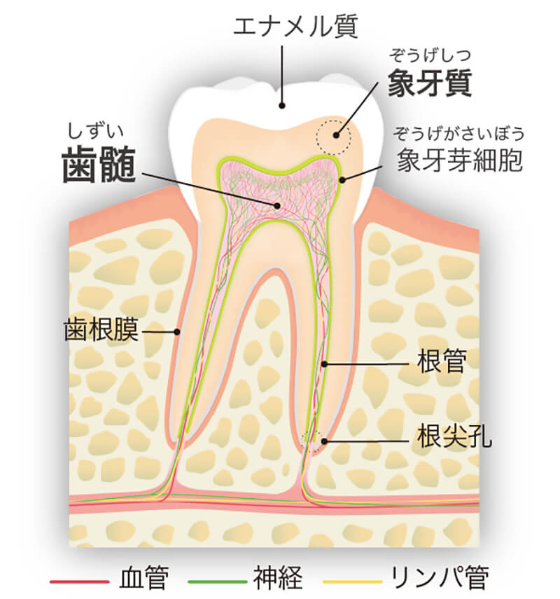 関口歯科 川越、歯医者、歯科医、歯周病、根管治療、入れ歯（義歯）、審美歯科・セラミック治療、自由診療、歯髄再生治療